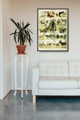 Plakat retro Mammal Adolphe Millot