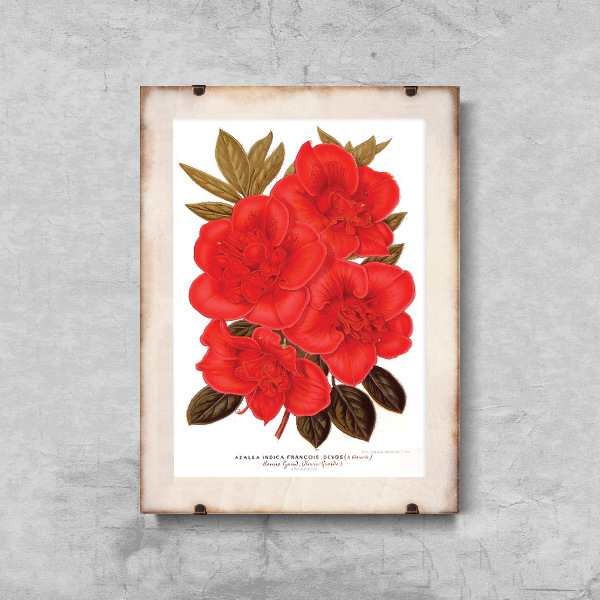 Retro plakat Kwiat rododendronu 1957