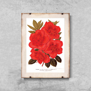 Retro plakat Kwiat rododendronu 1957