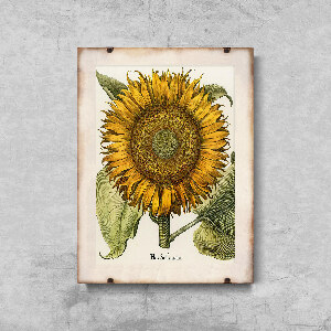 Plakat w stylu retro Botaniczny nadruk słonecznika