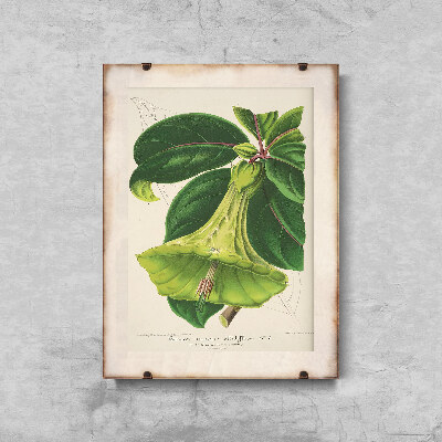 Plakat retro do salonu 1957 Devil Trumpets Floral