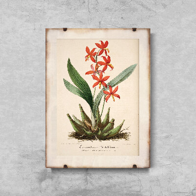 Plakat vintage do salonu Kwiatowy nadruk Epidendrum Vitellinum