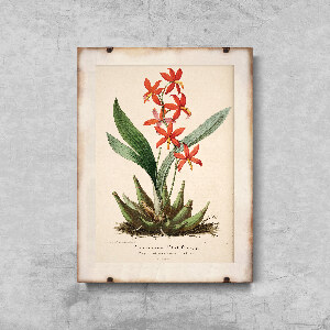 Plakat vintage do salonu Kwiatowy nadruk Epidendrum Vitellinum