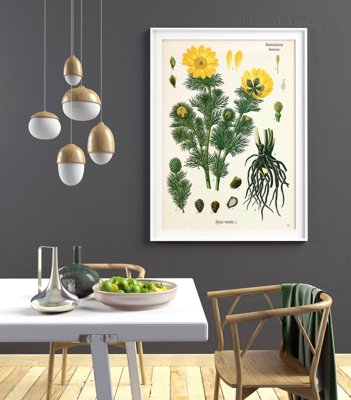 Plakat retro Adonis Vernalis Köhler