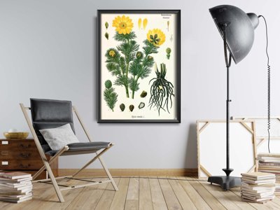 Plakat retro Adonis Vernalis Köhler