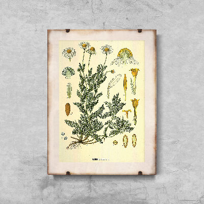 Retro plakat Chamaemelum Nobile
