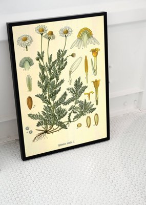 Retro plakat Chamaemelum Nobile