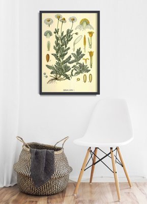 Retro plakat Chamaemelum Nobile