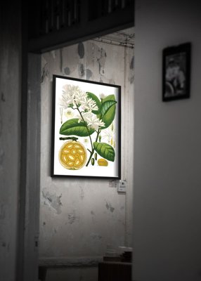 Plakat w stylu retro Landolphia