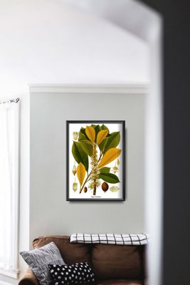 Plakat retro do salonu Sapotaceae