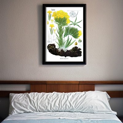 Plakat vintage do salonu Anchusa