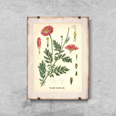 Plakatyw stylu retro Aster z nadrukiem botanicznym