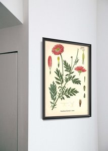 Plakatyw stylu retro Aster z nadrukiem botanicznym