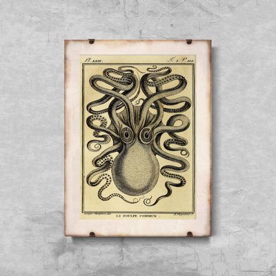 Plakat vintage Ośmiornica Haeckel Ernst