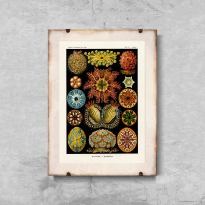 Retro plakat Ascidiae Haeckel Ernst