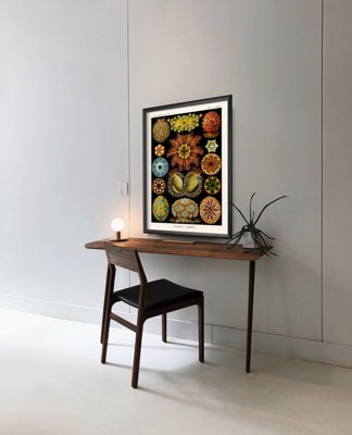 Retro plakat Ascidiae Haeckel Ernst
