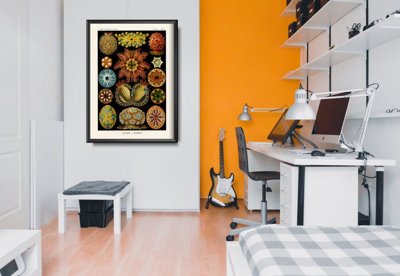 Retro plakat Ascidiae Haeckel Ernst