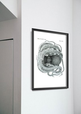 Plakat w stylu vintage Ośmiornica