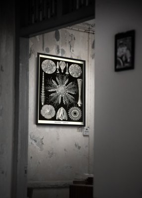 Plakat w stylu retro Jeżowiec Ernst Heackel