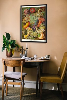 Plakat retro do salonu Actiniae Haeckel Ernst