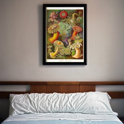 Plakat retro do salonu Actiniae Haeckel Ernst