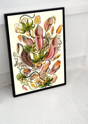 Plakat vintage do salonu Roślina mięsożerna Ernst Haeckel