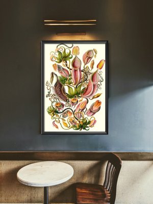Plakat vintage do salonu Roślina mięsożerna Ernst Haeckel