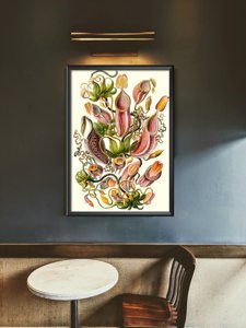 Plakat vintage do salonu Roślina mięsożerna Ernst Haeckel