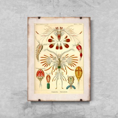 Plakatyw stylu retro Marine Copeoda Ernst Haeckel
