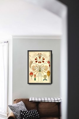 Plakatyw stylu retro Marine Copeoda Ernst Haeckel