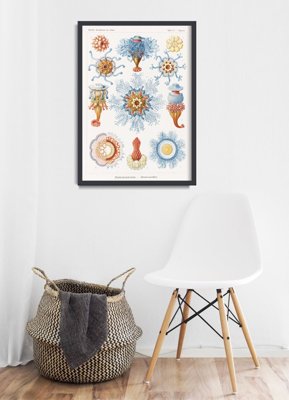 Plakat na ścianę Siphonophorae Ernst Haeckel