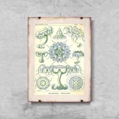 Plakat do pokoju Meduza morska Ernst Haeckel