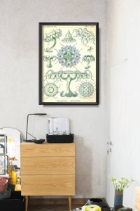 Plakat do pokoju Meduza morska Ernst Haeckel