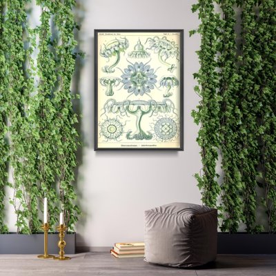 Plakat do pokoju Meduza morska Ernst Haeckel