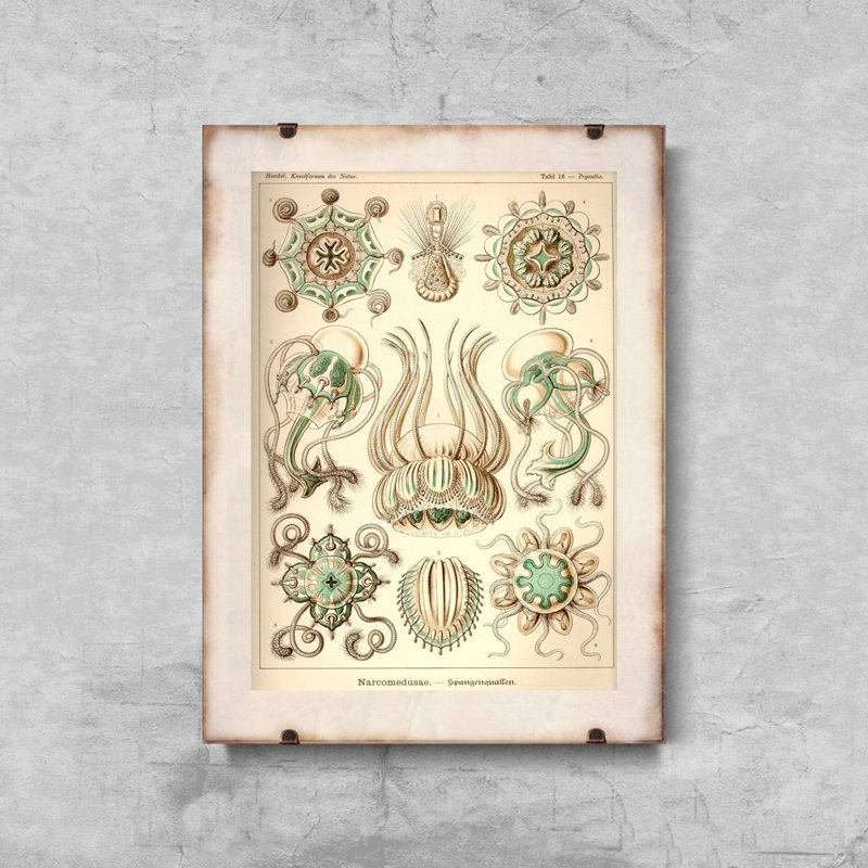 Plakat retro Meduza Ernst Haeckel