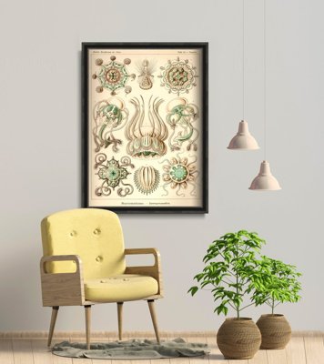Plakat retro Meduza Ernst Haeckel