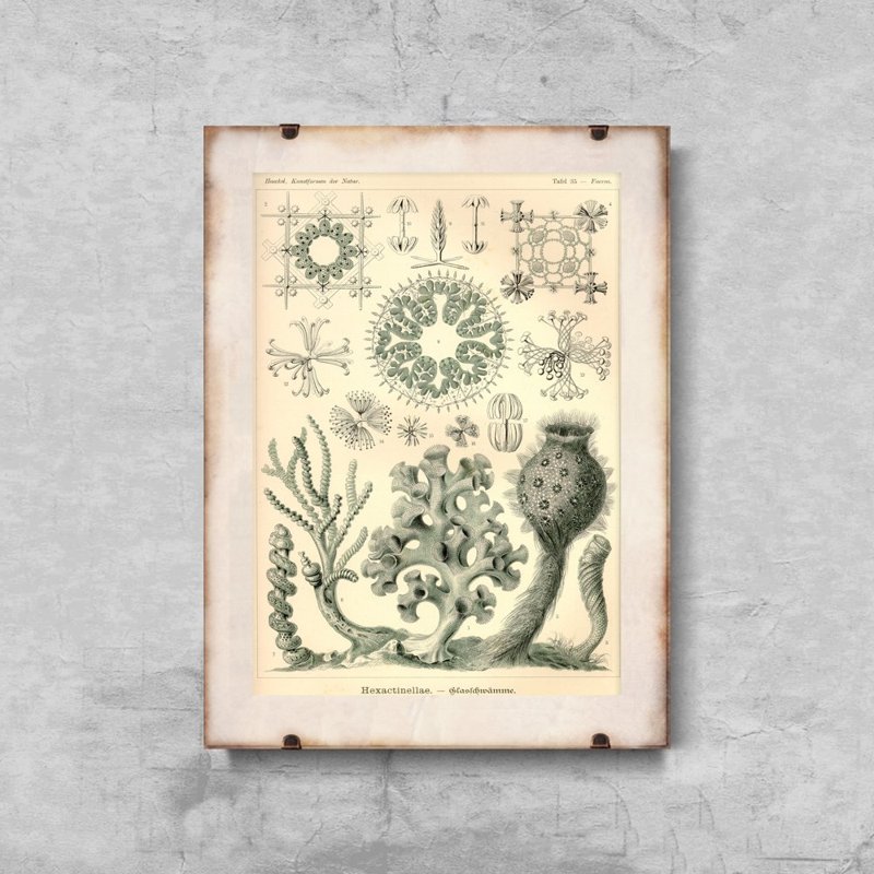 Plakat vintage Xexactinellae Ernst Haeckel
