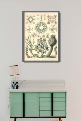 Plakat vintage Xexactinellae Ernst Haeckel