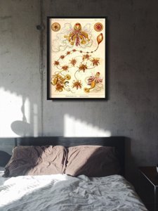 Retro plakat Siphonophorae Ernst Haeckel