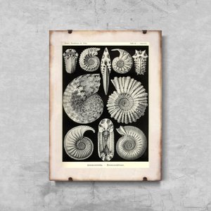 Plakat w stylu retro Muszle Ernst Haeckel