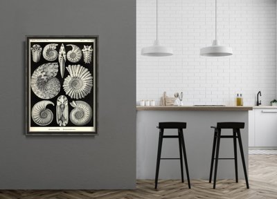 Plakat w stylu retro Muszle Ernst Haeckel