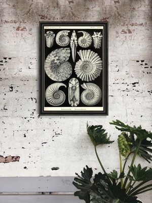 Plakat w stylu retro Muszle Ernst Haeckel