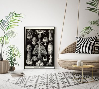 Plakat retro do salonu Grzyby morskie Ernst Haeckel