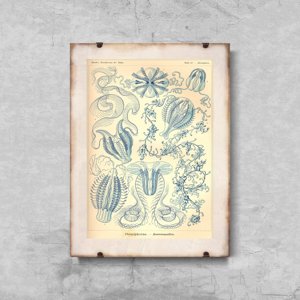 Plakat vintage do salonu Ctenohorae Ernst Haeckel