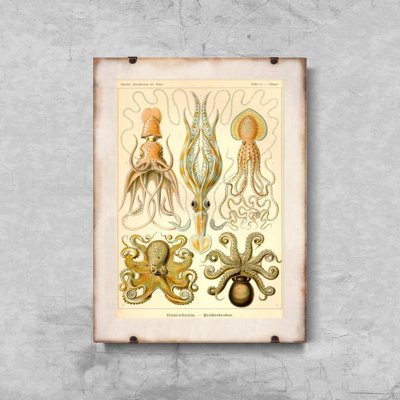 Plakatyw stylu retro Ośmiornica Gamochonia Ernst Haeckel