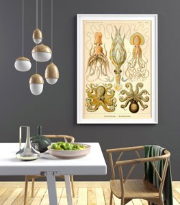 Plakatyw stylu retro Ośmiornica Gamochonia Ernst Haeckel