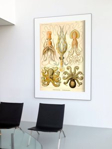 Plakatyw stylu retro Ośmiornica Gamochonia Ernst Haeckel