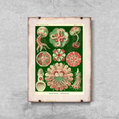 Plakat na ścianę Meduza Ernst Haeckel
