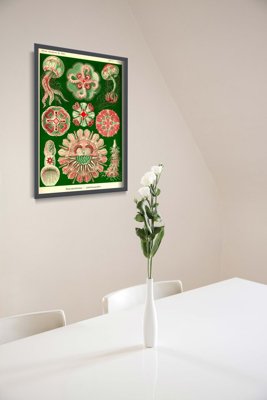 Plakat na ścianę Meduza Ernst Haeckel