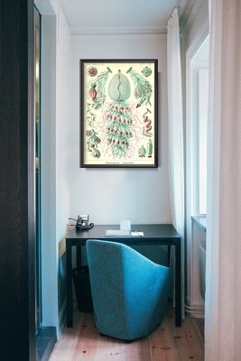 Plakat retro Sihonophorae Ernst Haeckel